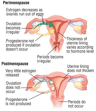 Image result for menopause non copyrighted